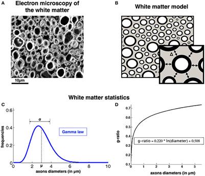 AxonPacking: An Open-Source Software to Simulate Arrangements of Axons in White Matter